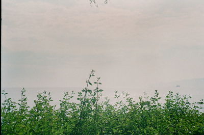 Scenic view of flowering plants on field against sky