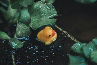 High angle view of wet leaf in water