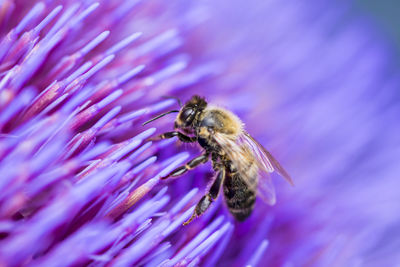 Close-up of honey bee on pink flower