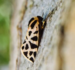 Close-up of butterfly on rock