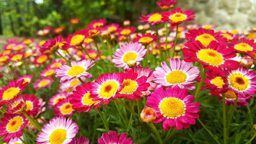 Close-up of flowers blooming outdoors