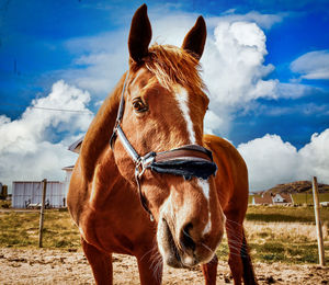 Portrait of horse in ranch