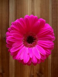 Close-up of pink flower blooming outdoors