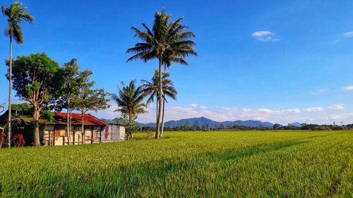 Scenic view of agricultural field against sky