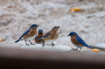 Close-up of bird perching outdoors