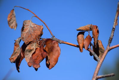 Low angle view of dry leaf against blue sky