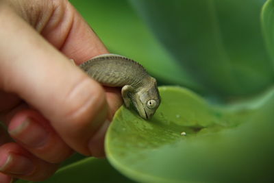 Close-up of a hand holding lizard