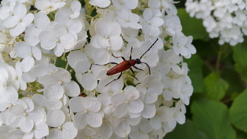 Close-up of insect on white flowers