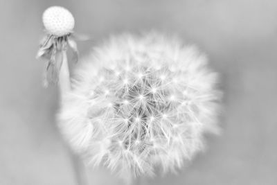 Close-up of dandelion flower