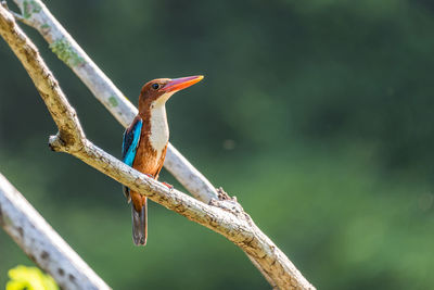 Close-up of bird perching on branch