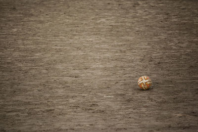 Close-up of crab on ground