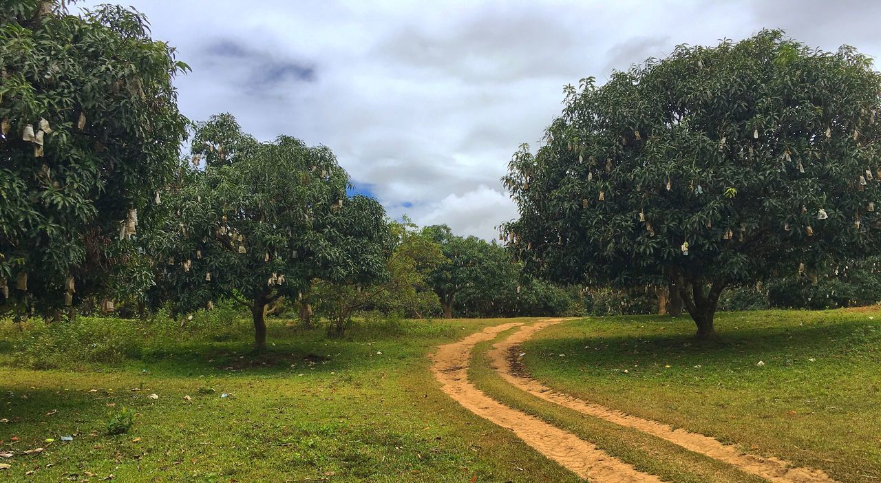 tree, cloud - sky, nature, day, tranquility, growth, field, sky, landscape, green color, no people, outdoors, grass, beauty in nature, tranquil scene, scenics