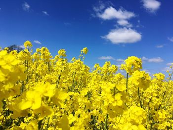 Scenic view of oilseed rape field against sky