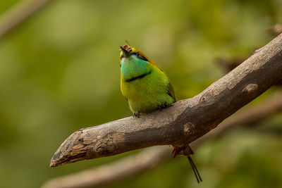 Close-up of bird perching on branch