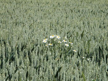 High angle view of white daisies amidst crops on field