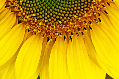 Full frame shot of yellow sunflower