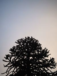 Low angle view of silhouette tree against clear sky