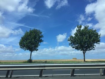 Trees growing by empty road against sky