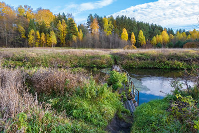 Scenic view of lake by trees in forest against sky