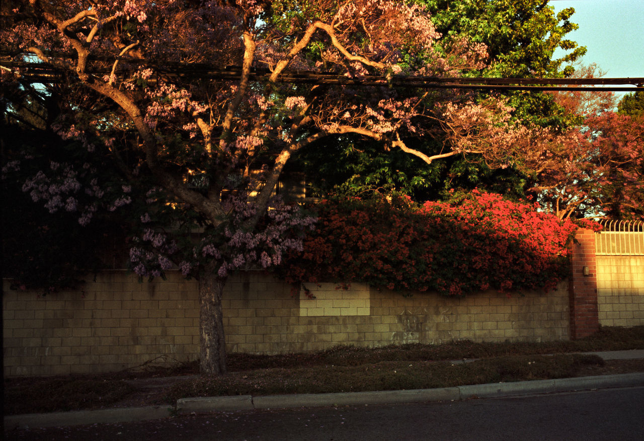 FLOWERING TREE BY BUILDING