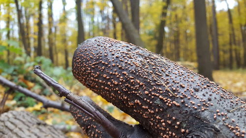Close-up of rusty metal on tree trunk in forest