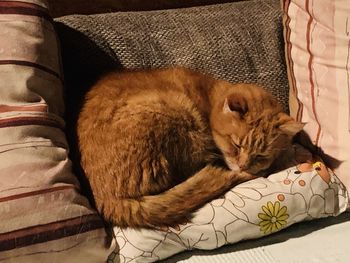 Cat sleeping on sofa at home