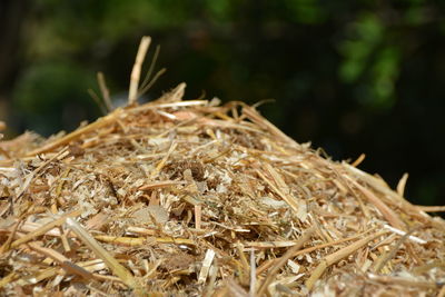 Close-up of dried plant in nest