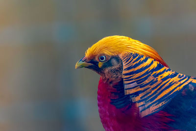 Close-up of a bird