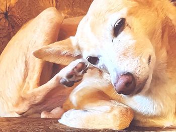 High angle view of dog resting