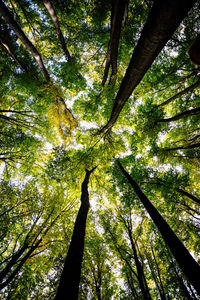 Low angle view of bamboo trees in forest