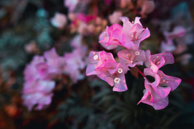 Close-up of pink cherry blossoms