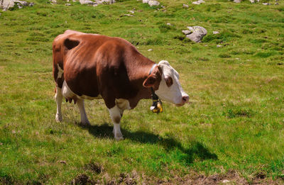 Large white and brown neck cow in the trentino pasture