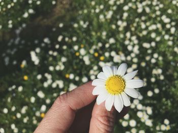 Close-up of hand holding white flower