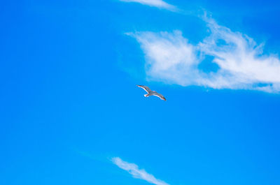 Low angle view of seagull flying in sky