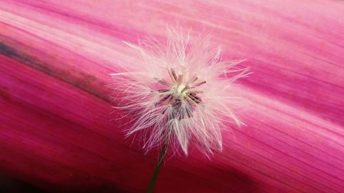 Close-up of pink flower blooming outdoors