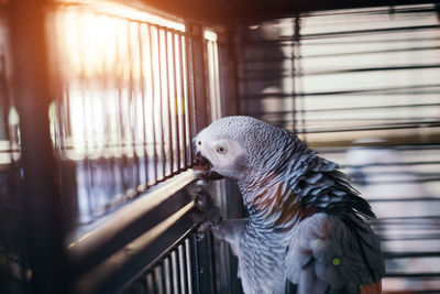 View of parrot in cage