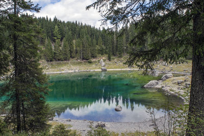 Scenic view of lake in forest