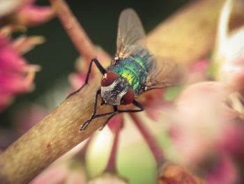Close-up of insect on flower