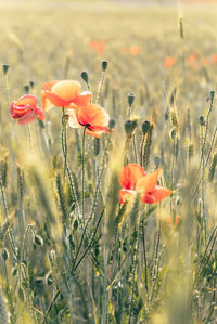 Close-up of red poppy flowers on field