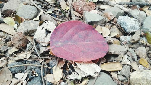 High angle view of autumn leaf on field