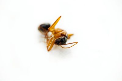 Close-up of insect on white background