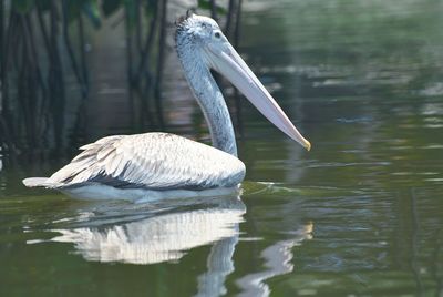 Side view of a bird in water