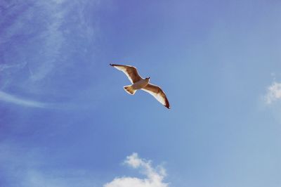 Low angle view of seagull flying against sky