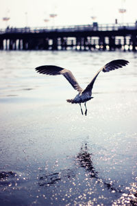 Close-up of bird flying over water