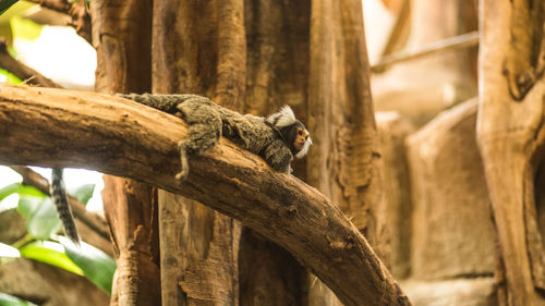 Low angle view of lizard on tree