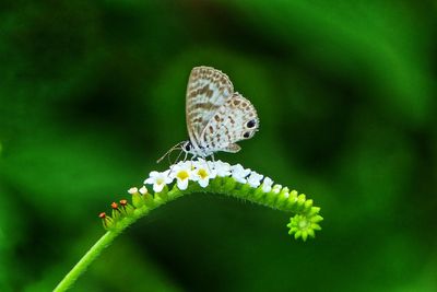 Cassius blue butterfly feeding on bloom of scorpion tail flower