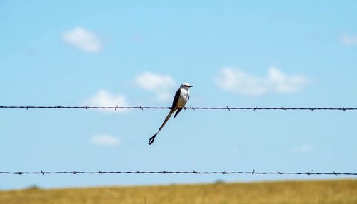 Low angle view of bird perching on barbed wire against sky