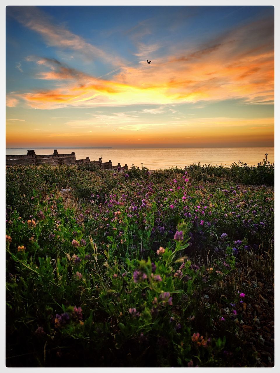 sky, plant, beauty in nature, flower, nature, flowering plant, sunset, land, scenics - nature, landscape, cloud, tranquil scene, tranquility, environment, transfer print, auto post production filter, horizon, no people, field, growth, prairie, water, grass, freshness, sea, outdoors, wildflower, animal, travel destinations, plain, animal themes, grassland, sunlight, animal wildlife, idyllic, rural scene