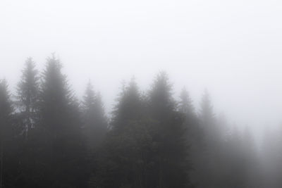 Pine trees in forest during winter