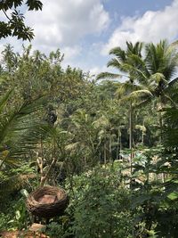 Plants and trees on field against sky